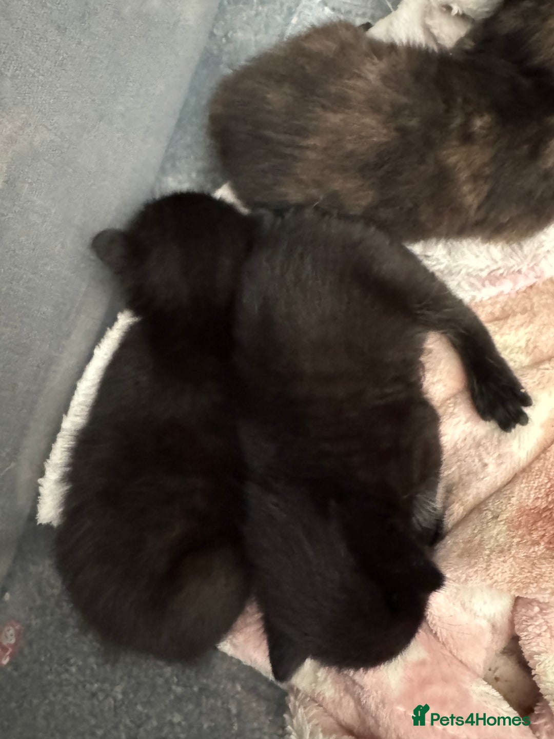 Domestic Shorthair cats for sale: Gorgeous baby kittens  - Image 4
