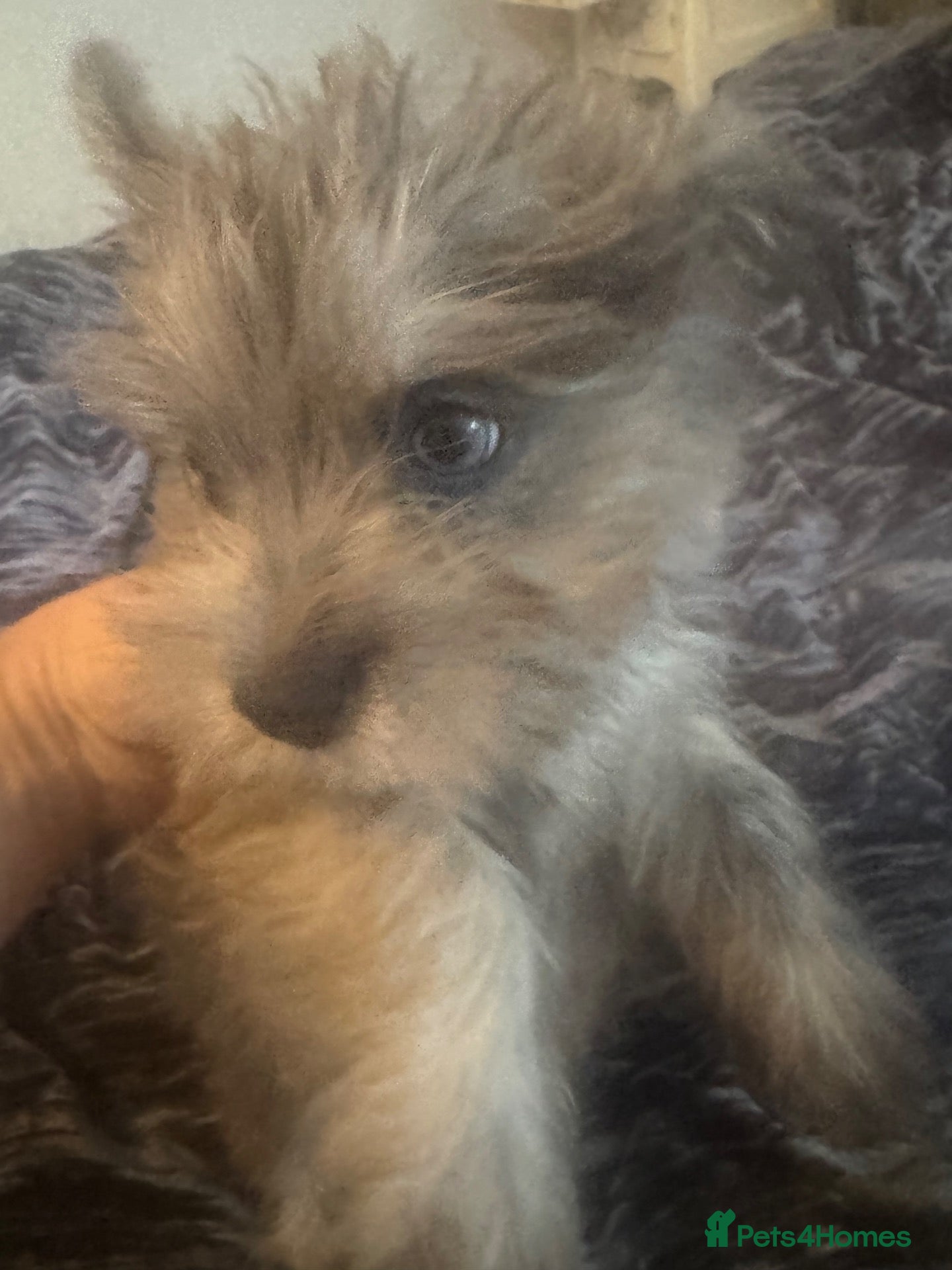 Mixed Breed dogs westie pom puppies  - Advert 13