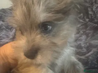 Mixed Breed dogs westie pom puppies - Advert 13