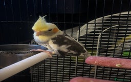 Cockatiels birds for sale: Cockatiel hen this years bird with cage  - Image 1