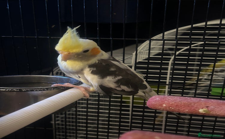 Cockatiels birds - Advert 8