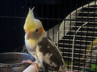 Cockatiels birds - Advert 22