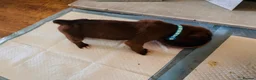 Boxer dogs for sale: Boxer puppies  - Advert 22