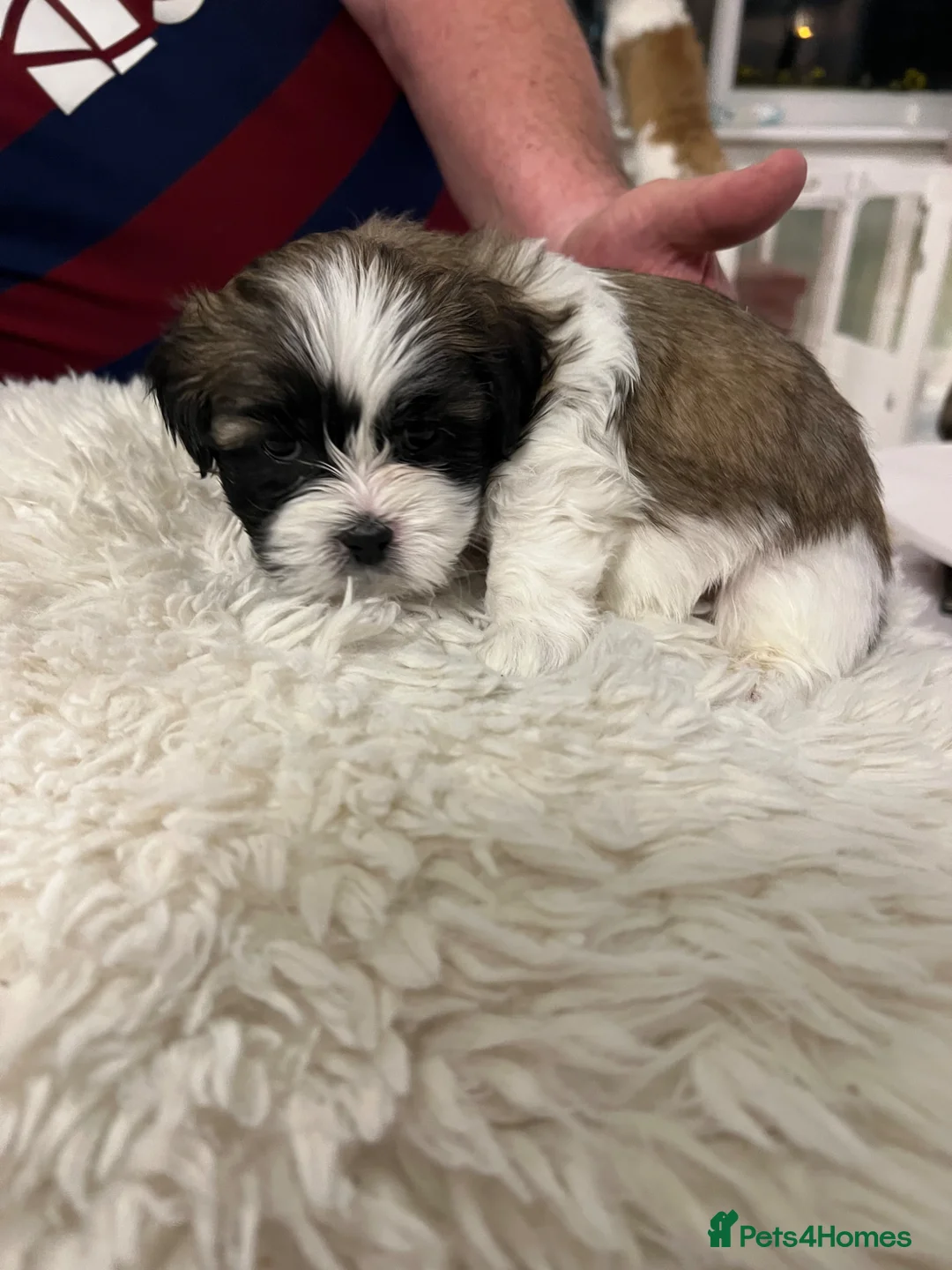 Lhasa Apso dogs for sale: ✨ Adorable Lhasa Apso Puppies  - Advert 2