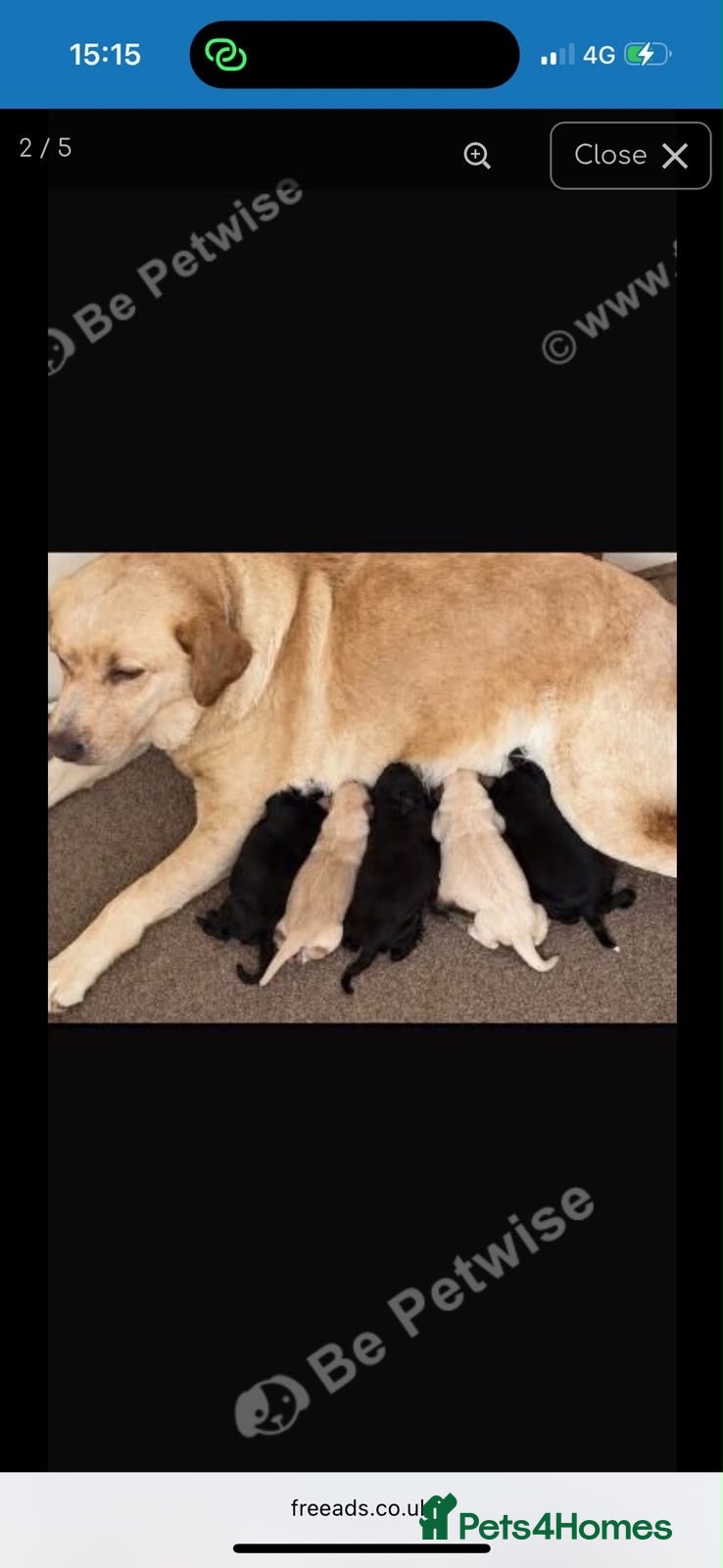 Labrador Retriever dogs for sale: Labrador puppies  - Advert 3