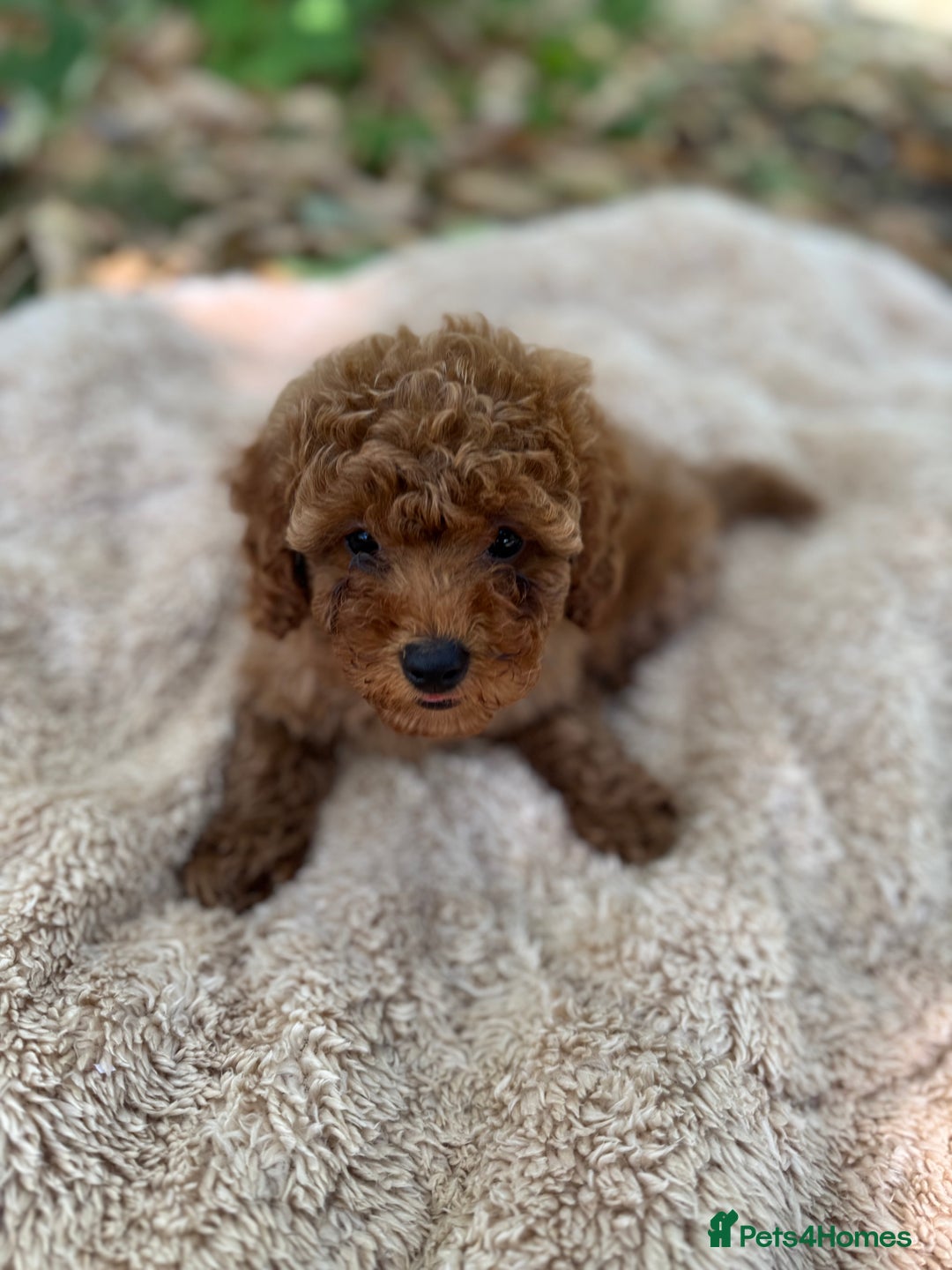 Poochon dogs for sale: Mini poochon  - Image 10