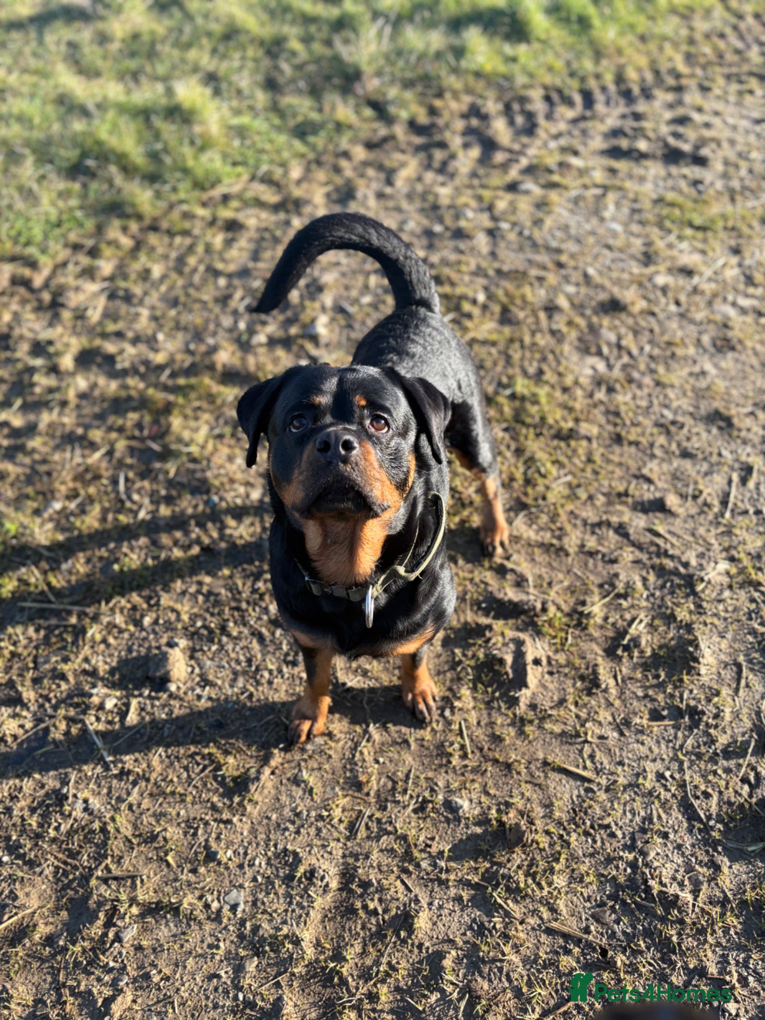 Rottweiler dogs 🤍PRADAS PUPPYS 🤍 - Advert 8