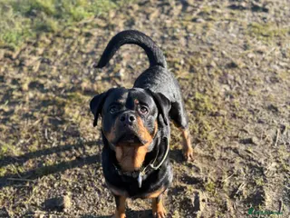 Rottweiler dogs 🤍PRADAS PUPPYS 🤍 - Advert 8