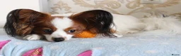 Papillon dogs for stud: ♥STUD♥ Papillon in Kettering - Advert 4