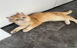 British Shorthair cats for sale: Simba, beautiful short hair - Image 1
