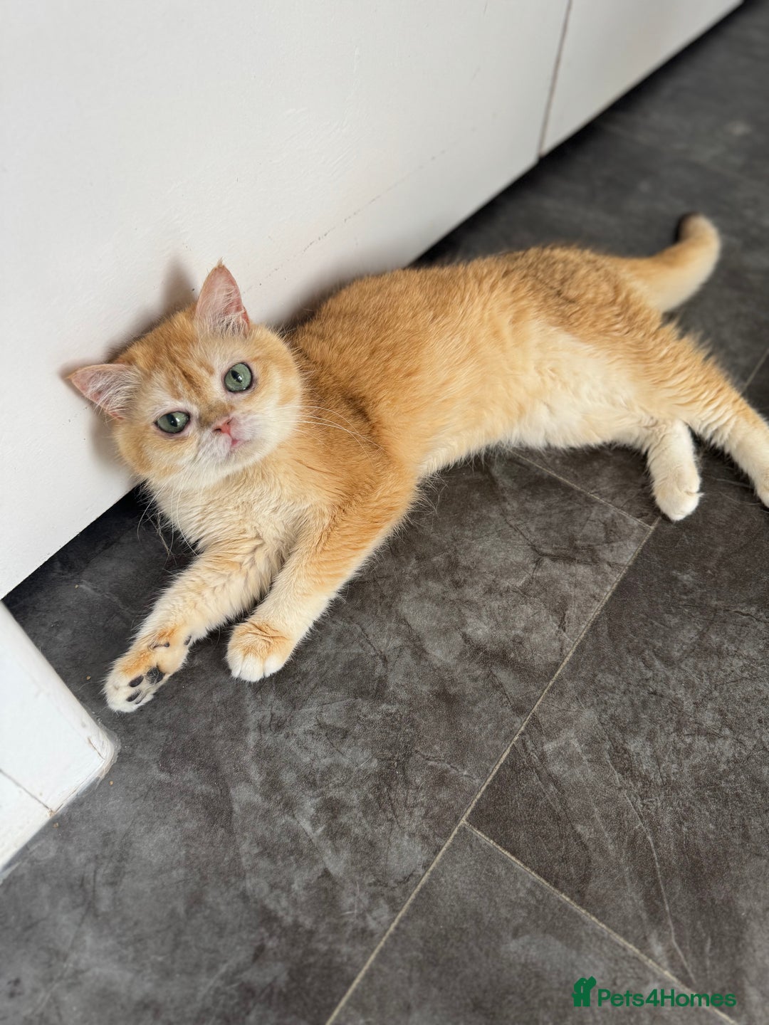 British Shorthair cats for sale: Simba, beautiful short hair - Image 1