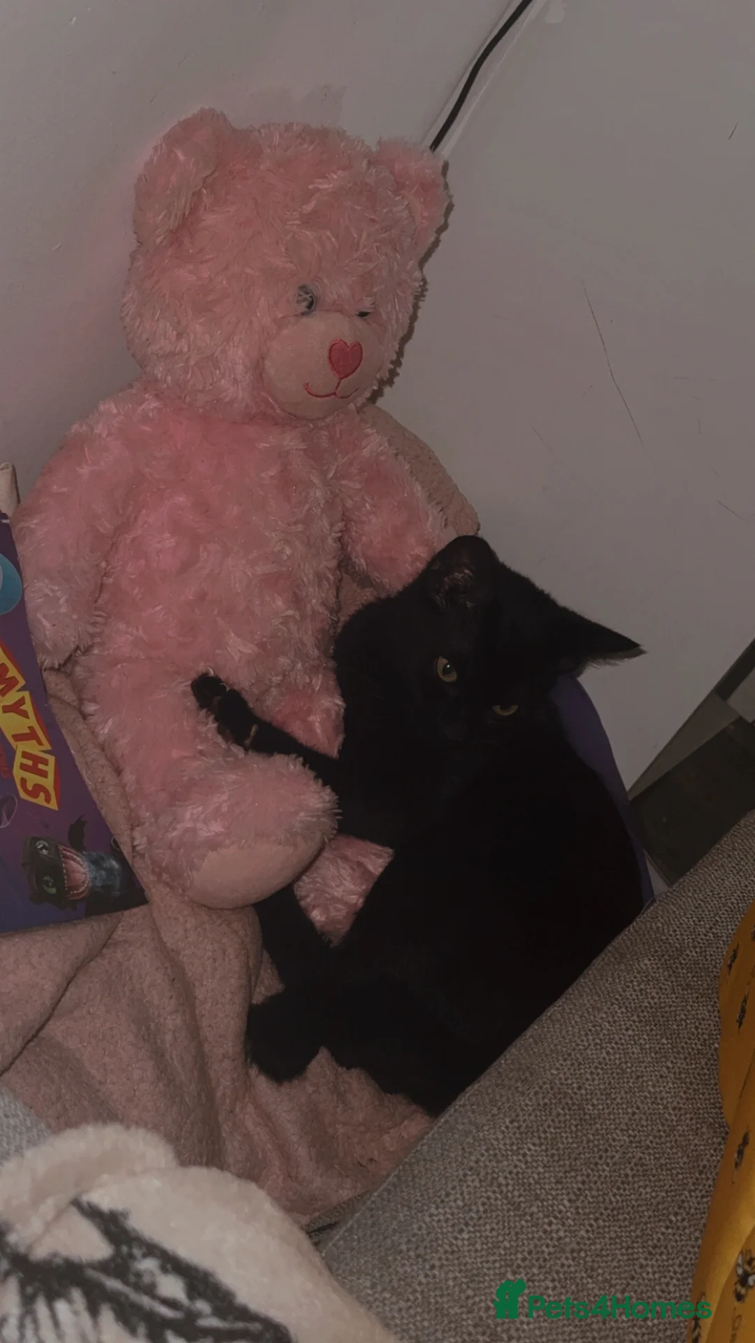 Mixed Breed cats for sale: FREE black cat to loving home  - Advert 5