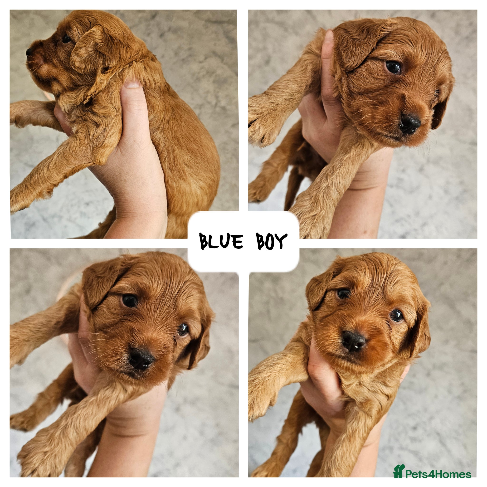 Mini Goldendoodle dogs for sale: 🐾✨ Beautiful Toy Goldendoodle Puppies  ✨🐾 - Advert 5