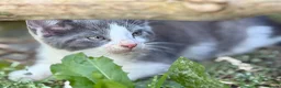 Mixed Breed cats for sale: Gorgeous kittens - Advert 30