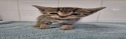 British Shorthair cats for sale: pure tabby kittens - Advert 10