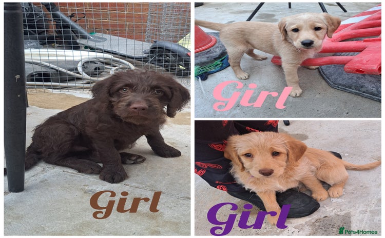 Labradoodle dogs - Advert 1