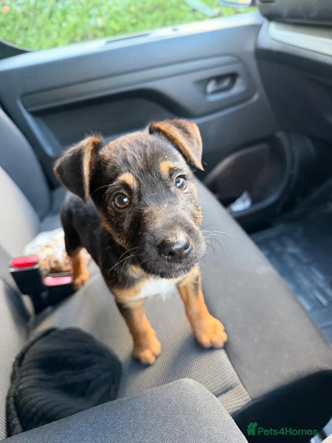 Jack Russell dogs for sale: Jack Russell Puppy  in Wednesbury - Advert 2