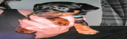 Mixed Breed dogs for sale: Miniature Dauschund/Dorkie pups - Advert 20