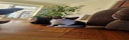 Mixed Breed cats for sale: Domestic Cat - Advert 8