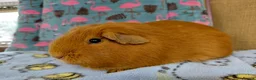 Guinea Pig rodents for sale: Young Adult Teddy Sow/Retired Young Adults  - Advert 16