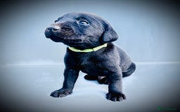 Labrador Retriever dogs for sale: ✨Gorgeous Labrador Puppies Ready for New Homes! ✨ - Image 10