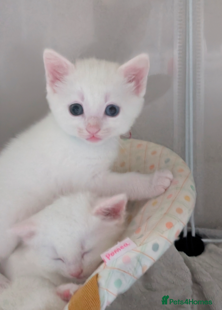 Mixed Breed cats Beautiful white male kitten (possibly deaf) - Advert 1