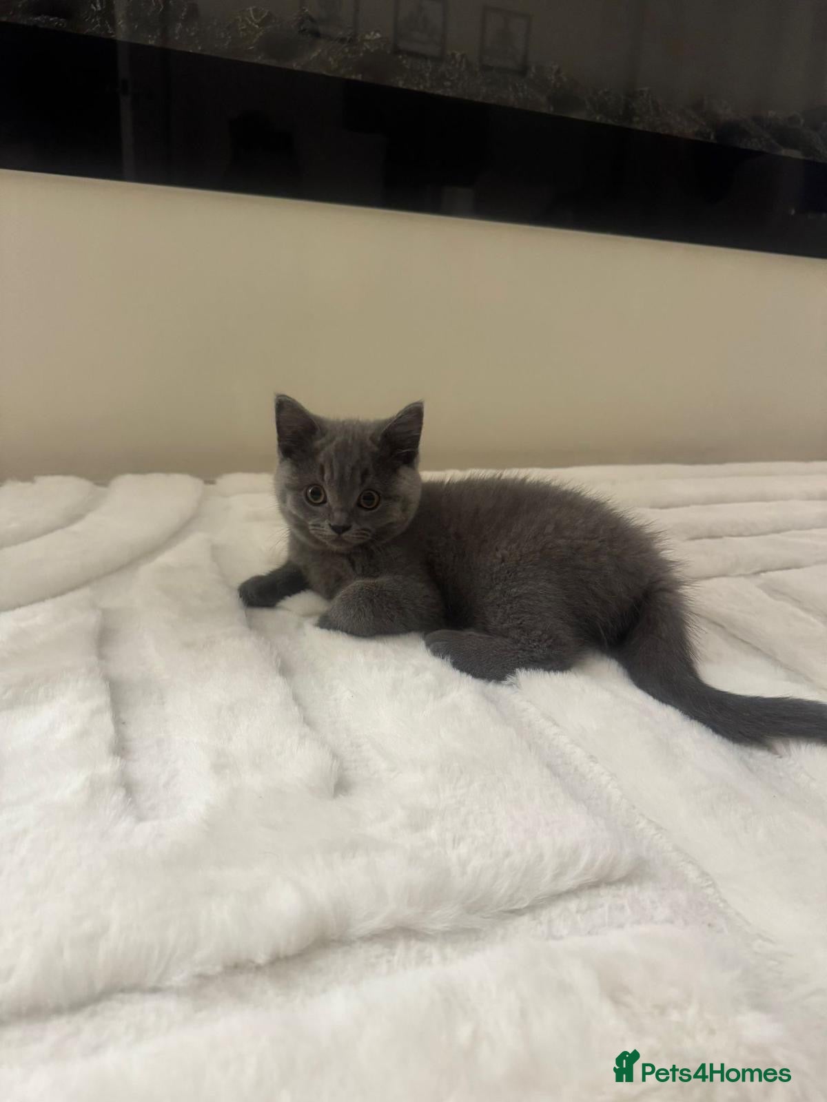 British Shorthair cats BSH kittens for sale.  - Advert 18