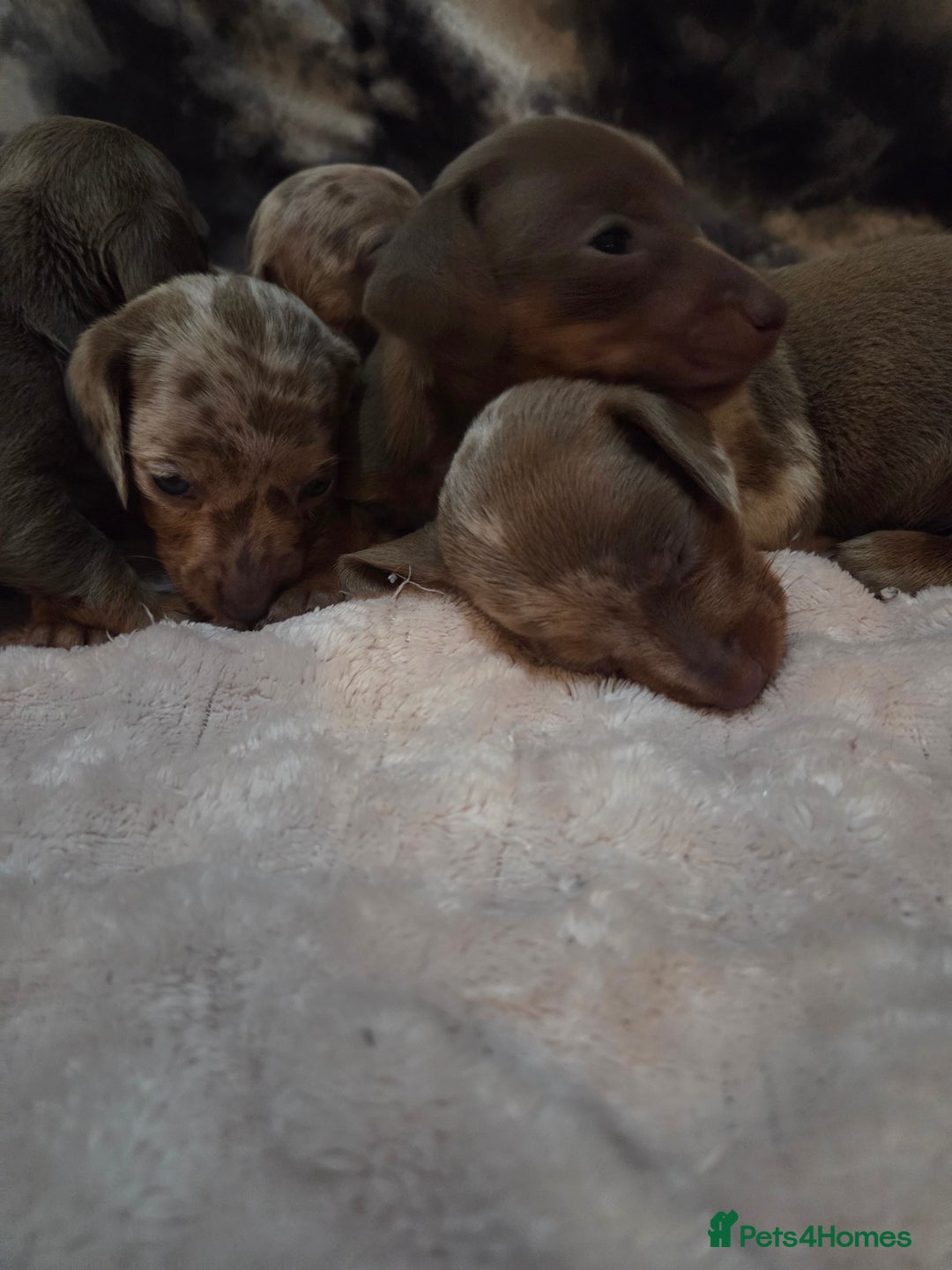 Miniature Dachshund dogs for sale: Miniature dachshund pups KC Reg - Advert 12