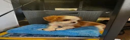 Cavalier King Charles Spaniel dogs for sale: Little Tiny Cavalier Available ❤️🐶 - Advert 3