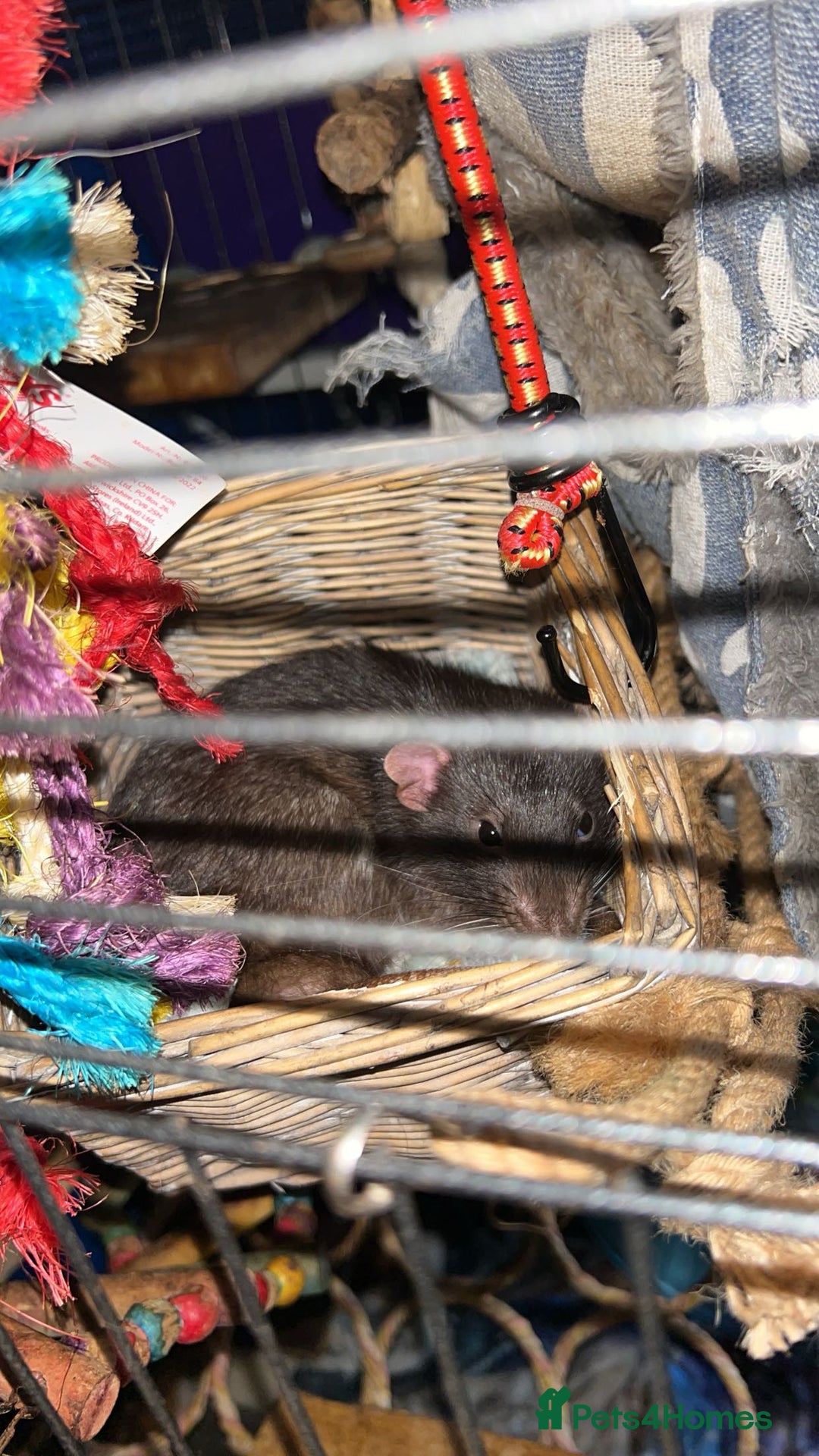 Rat rodents for sale: Male black and white rat  - Advert 2