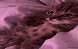 British Shorthair cats for sale: Super adorable kitten for sale  - Image 2