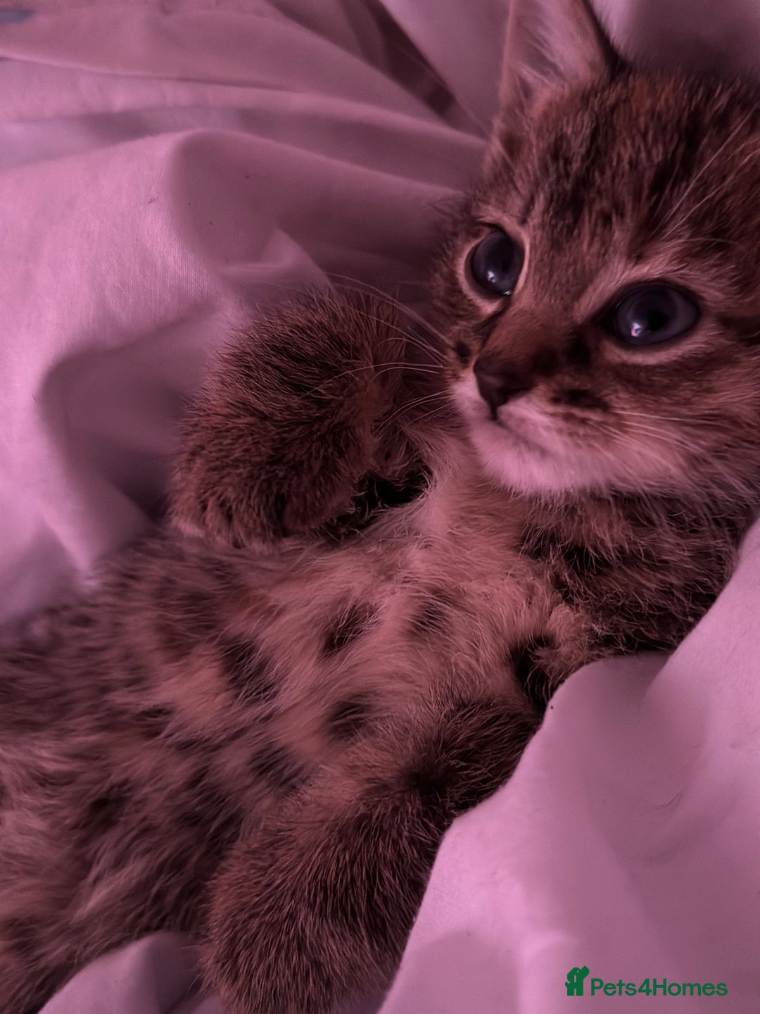 British Shorthair cats for sale: Super adorable kitten for sale  - Image 2