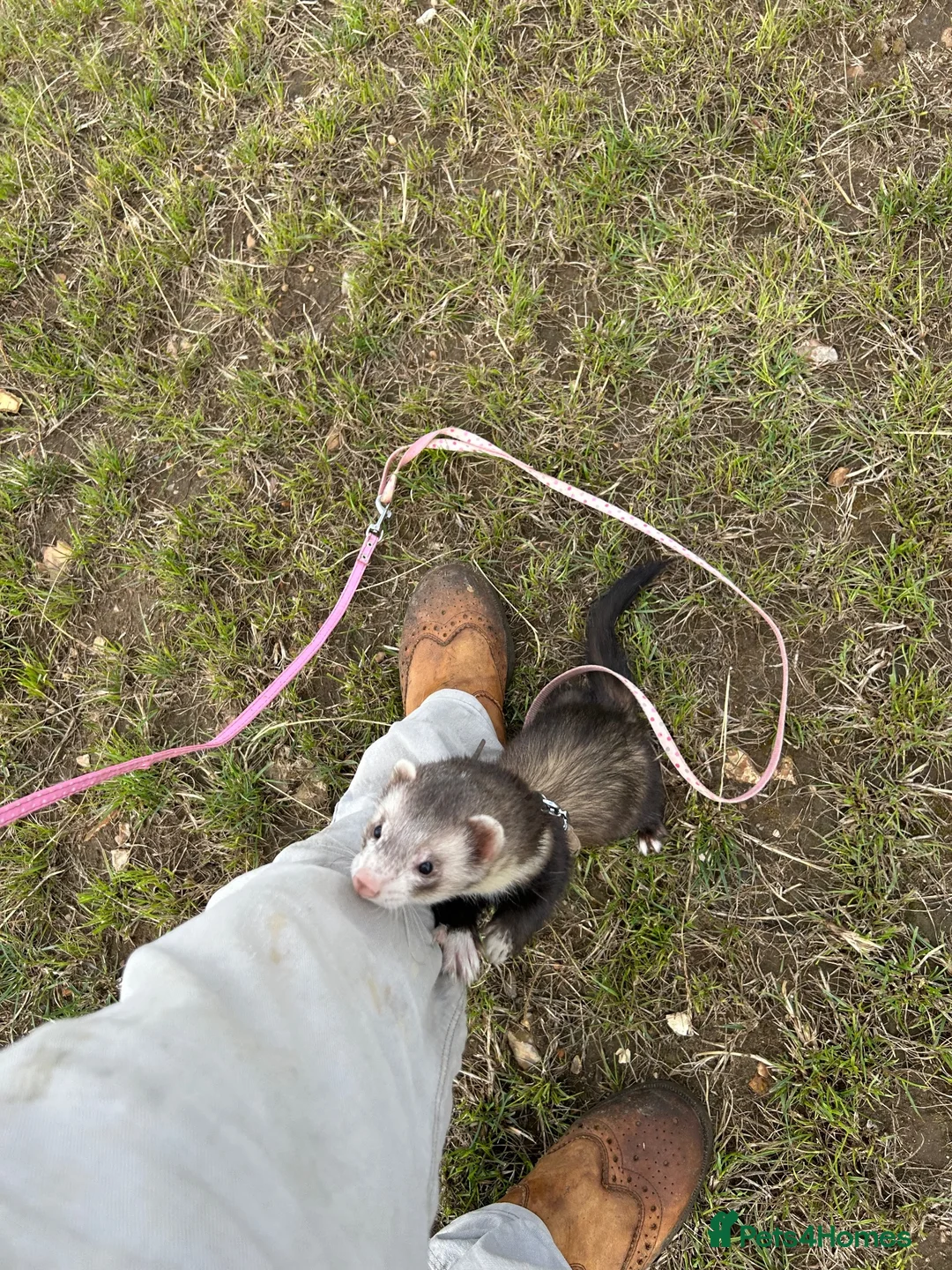 Ferret rodents for sale: Mr hobnob - Advert 2