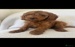 Labradoodle dogs for sale: LICENSED BREEDER F2b mini labradoodles - Image 19
