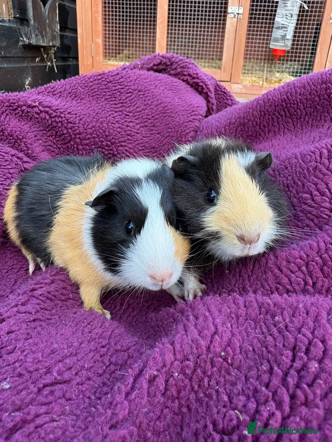 Guinea Pig rodents for sale: Baby guinea pigs, boys £10! - Advert 2