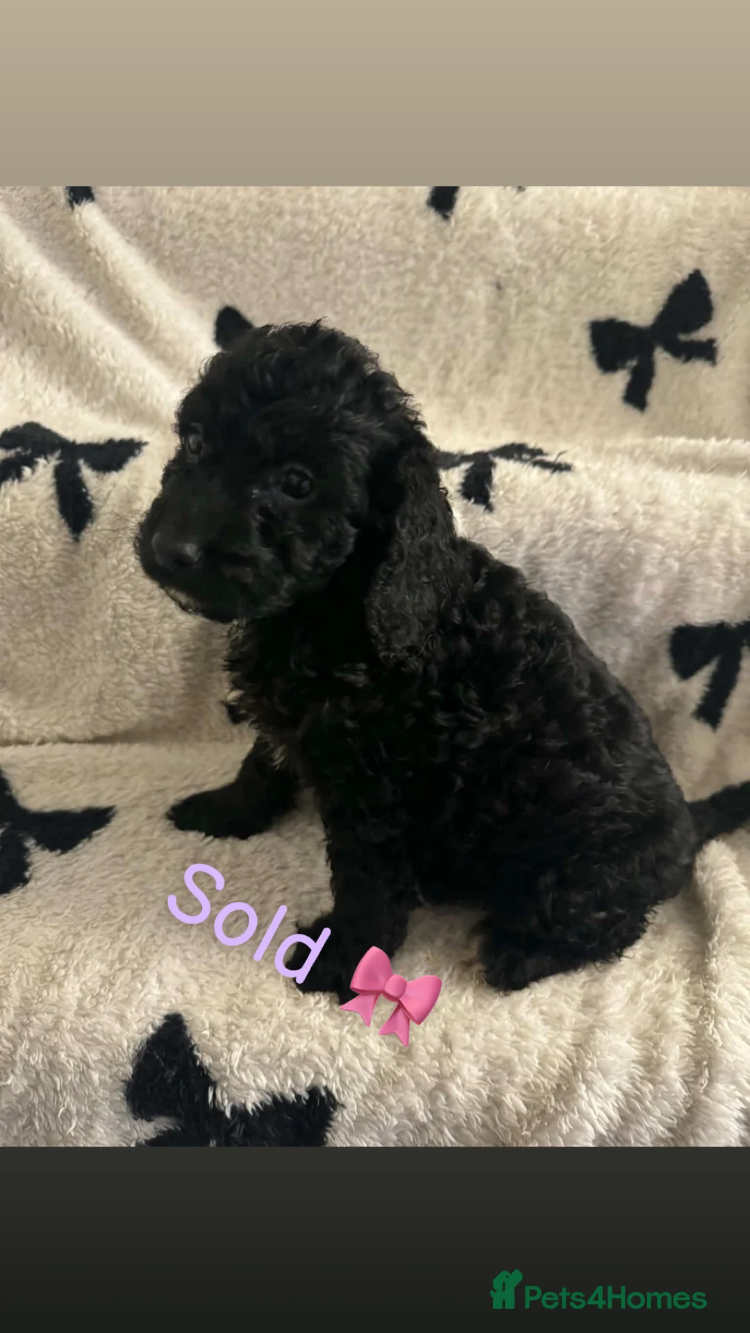 Cockapoo dogs for sale: Cockerpoo puppy’s  - Advert 7