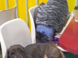 Dachshund dogs in Stoke-on-Trent - Advert 3