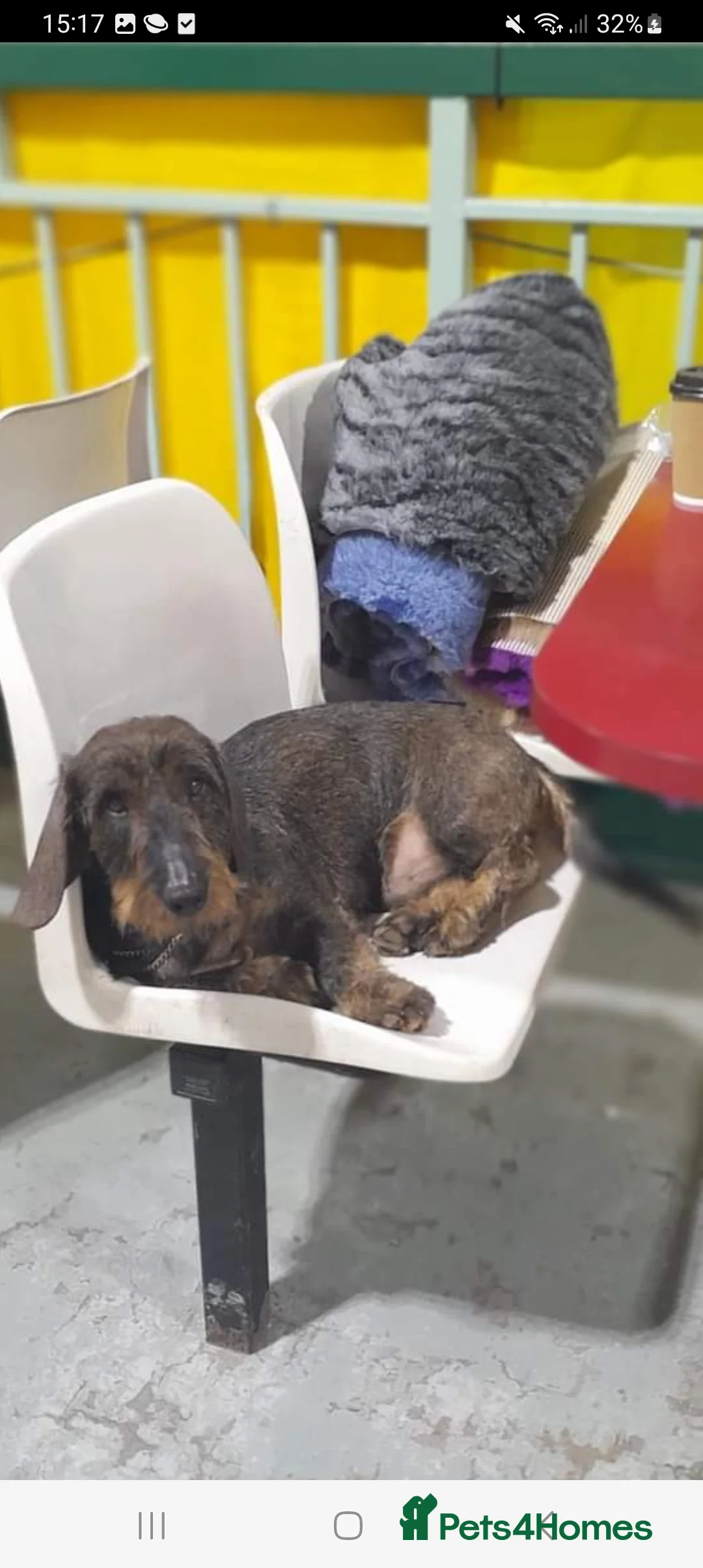 Dachshund dogs for stud: Kc registered wirehaired dachshund for stud  in Stoke-on-Trent - Advert 1