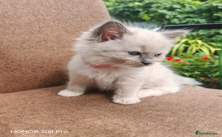 Ragdoll cats - Advert 14