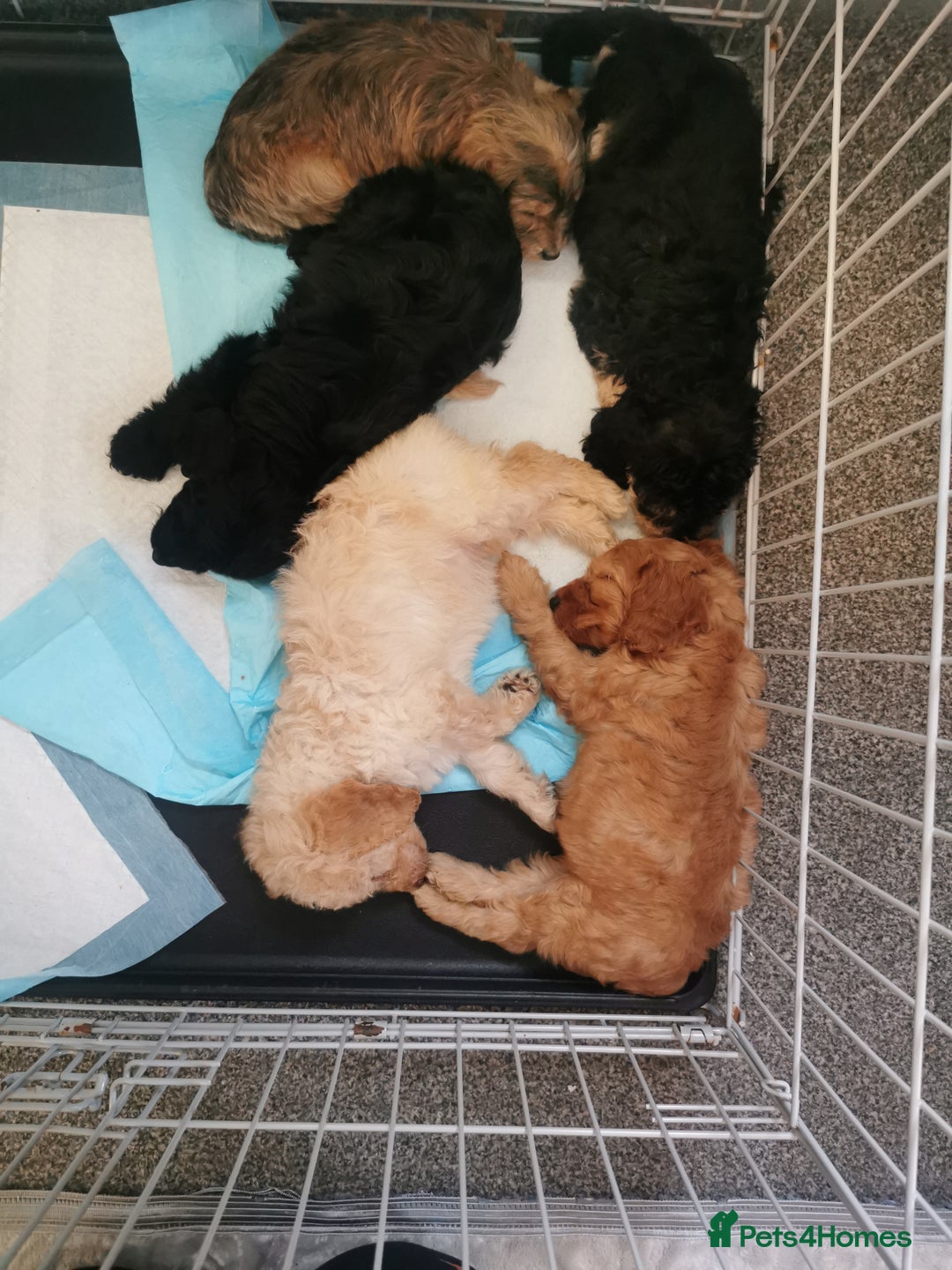 Cockapoo dogs for sale: Amazing cockapoo  - Advert 7