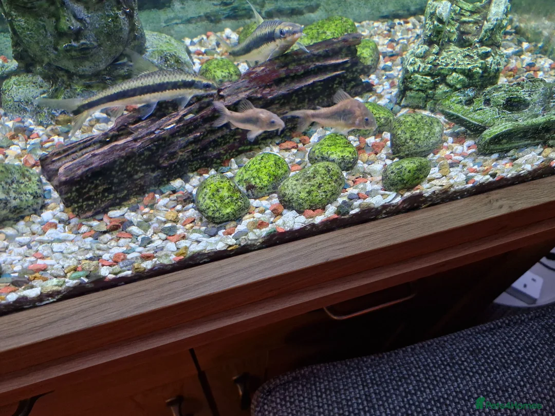 Plecos fish for sale: Aquarium established complete set-up & pleco in Bolton - Advert 6