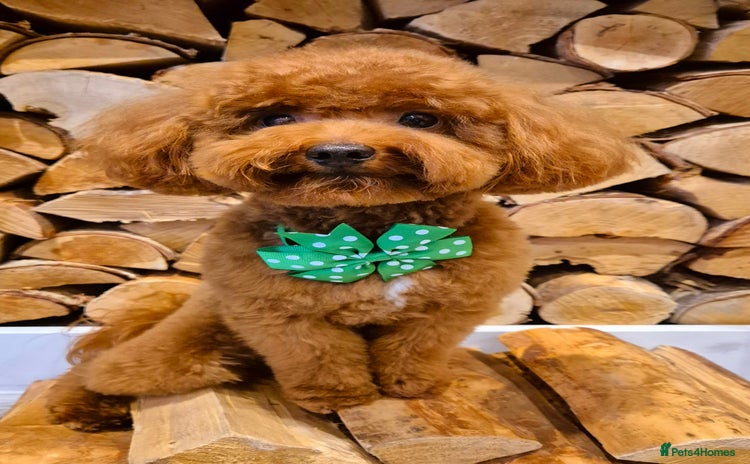 Toy Poodle dogs - Advert 4