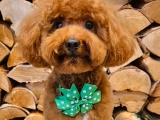 Toy Poodle dogs - Advert 2