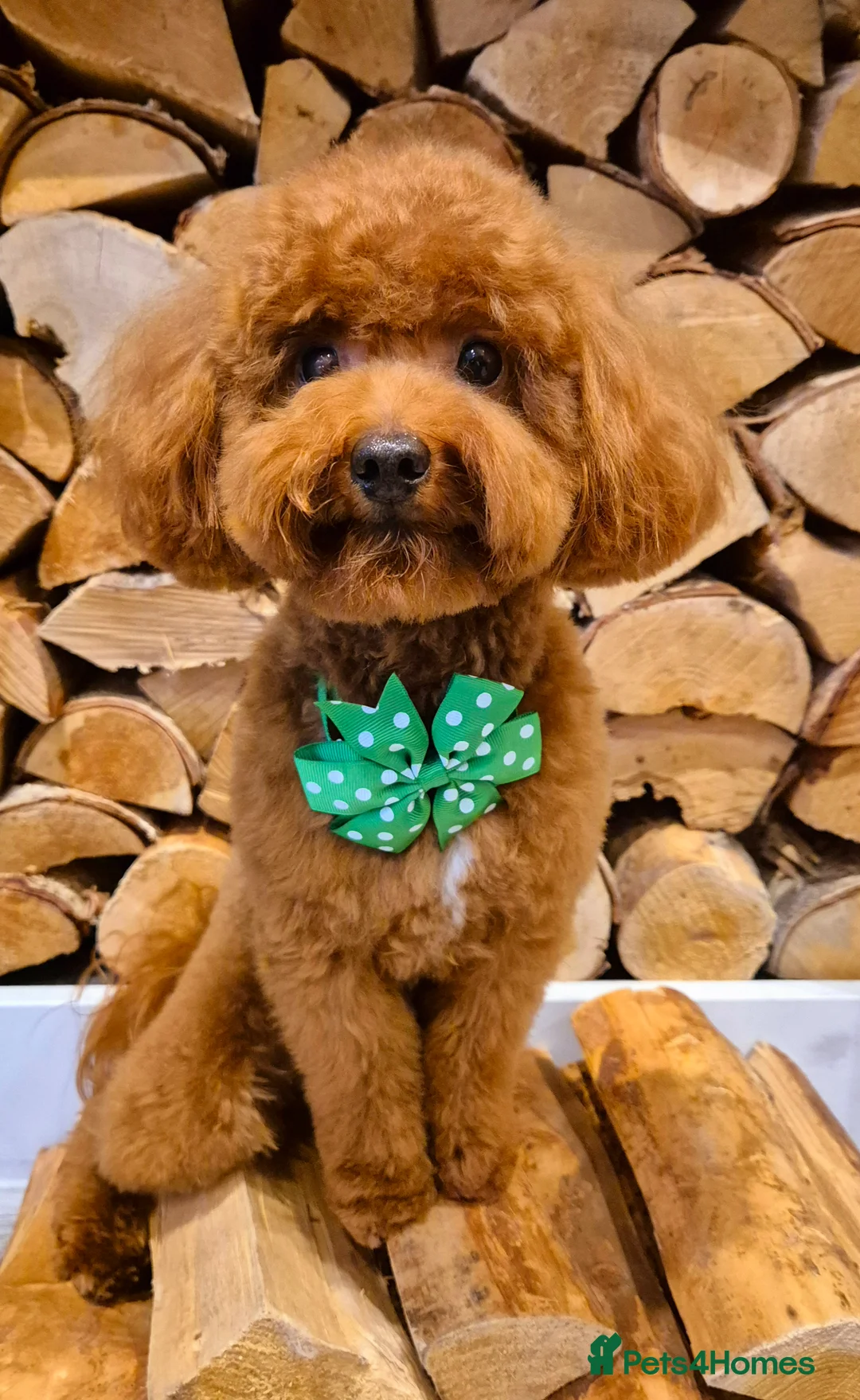 Toy Poodle dogs for stud: Handsome K.C Reg Red Toy poodle stud! - Advert 1