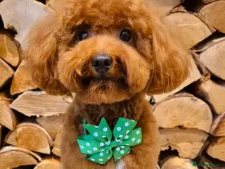 Toy Poodle dogs Handsome K.C Reg Red Toy poodle stud! - Advert 11