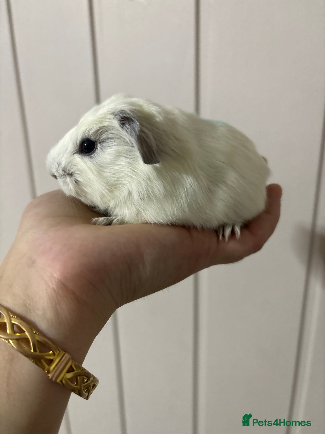 Guinea Pig rodents for sale: Cornet X Swiss Sows - Image 4