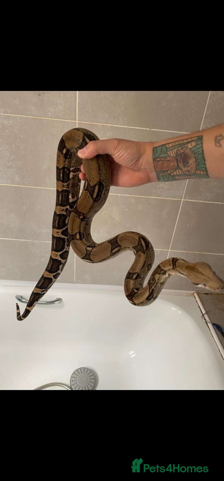 Boa Snake reptiles Boa constrictor - Advert 1