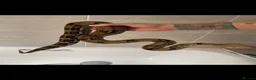 Boa Snake reptiles for sale: Boa constrictor - Advert 1
