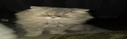 Persian cats for sale: Gorgeous persian kittens - Advert 23