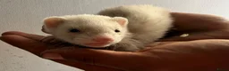 Ferret rodents for sale: Baby ferrets  - Advert 4